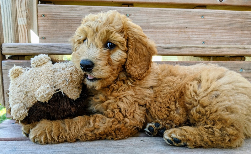 english goldendoodle in the bench