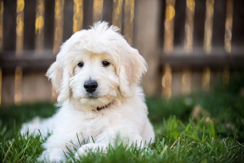 english goldendoodle puppy