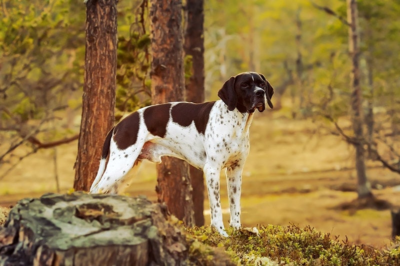 english pointer dog standing in the middle of the woods