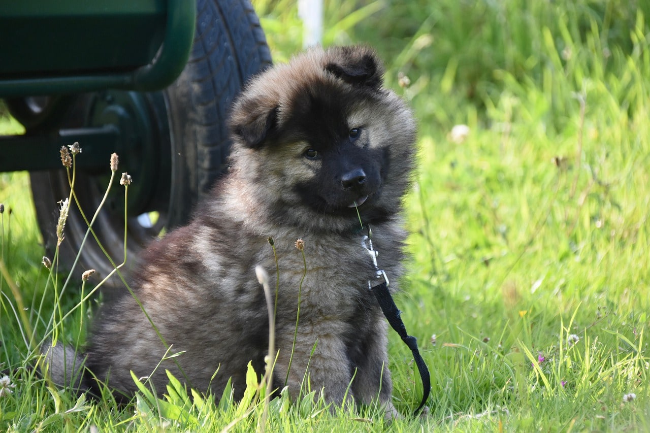eurasier puppy with leash