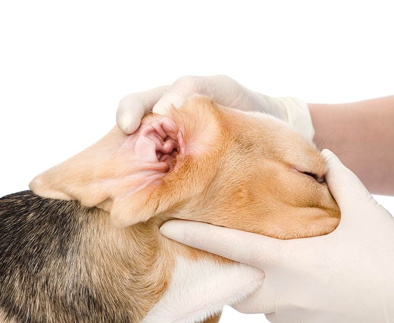 examining beagle's ears