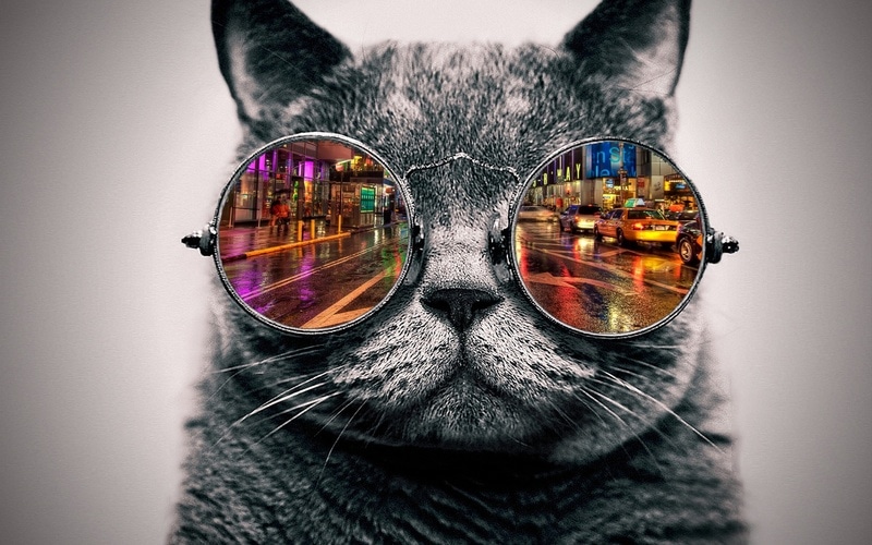 A famous cat wearing sunglasses