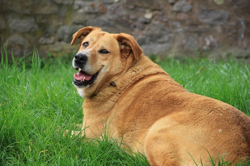 fat golden retriever lying on grass