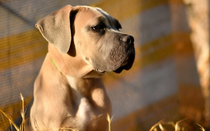 From ' Cane Corso Lovers '  Corso dog, Cane corso dog, Dog breeds