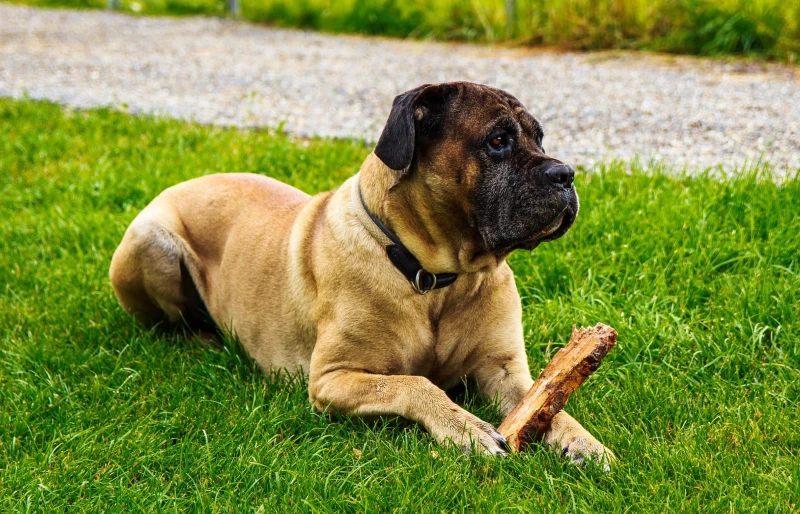 fawn cane corso lying on grass