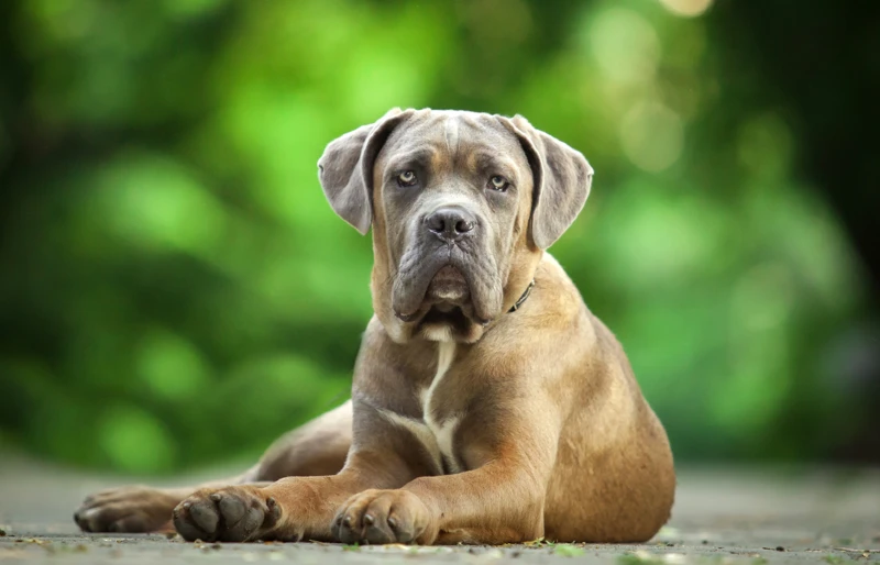 Cane Corso Dog Animal - Free photo on Pixabay - Pixabay