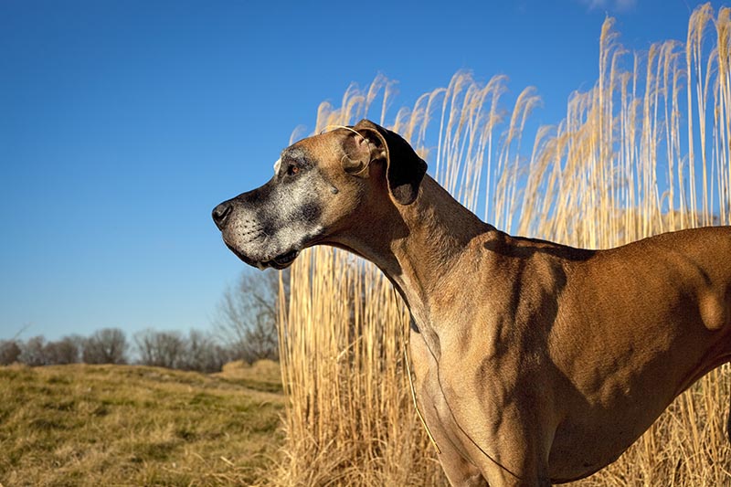 fawn colored great Dane standing in field