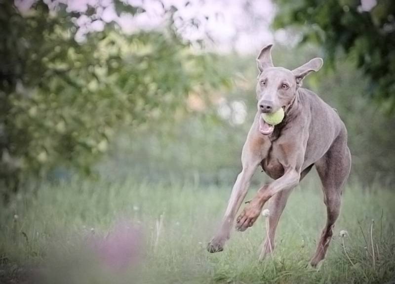 fawn doberman pinscher dog running in spring nature