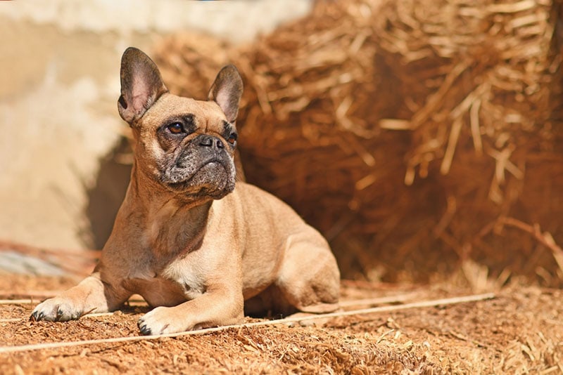 fawn french bulldog lying on the ground