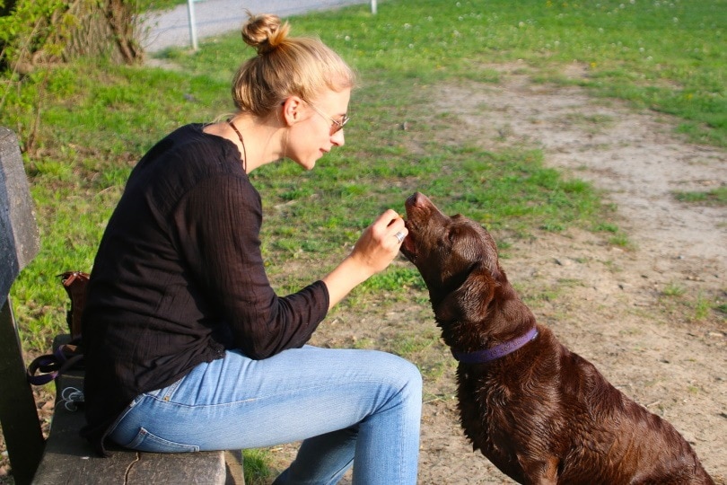 feeding dog_Hebi B._Pixabay