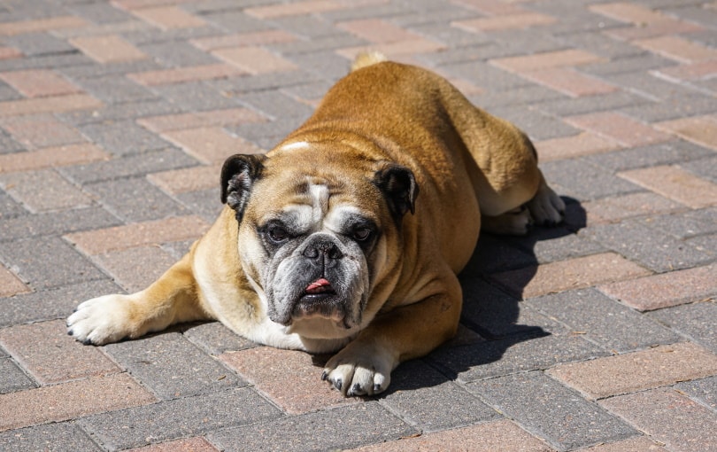 femaale bulldog lying on the floor