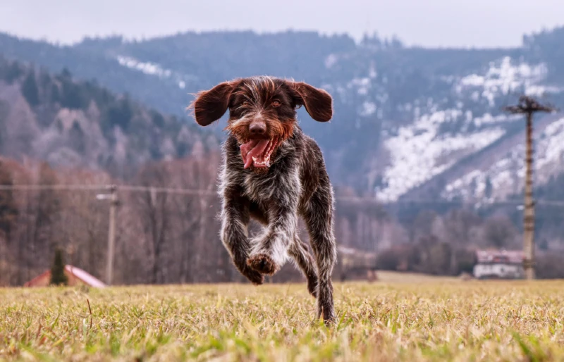 female Cesky Fousek dog running in a field