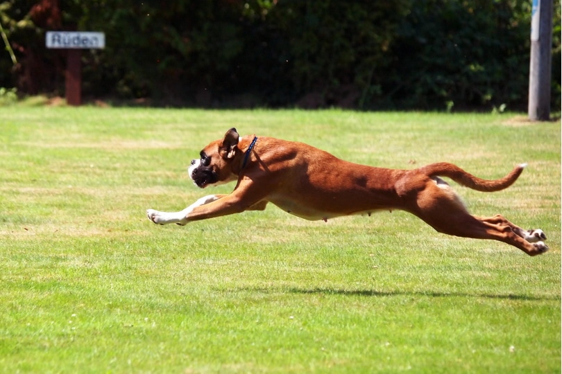 female boxer dog running