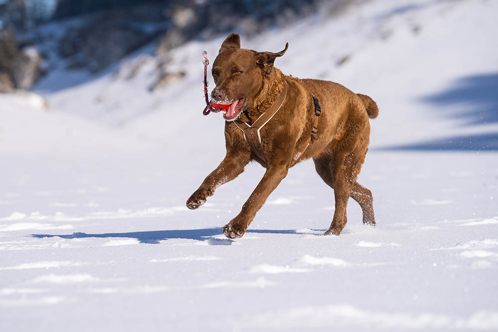 female Chesapeake Bay Retriever playing in the snow