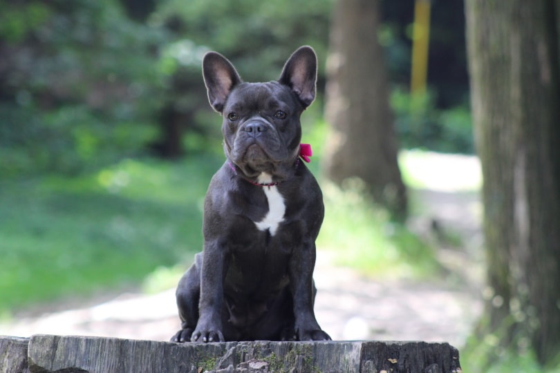 How to Groom a French Bulldog? 8 Step Expert Guide – Dogster