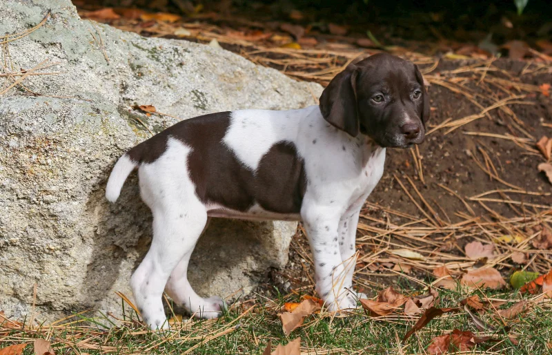 female german shorthaired pointer puppy dog outdoors