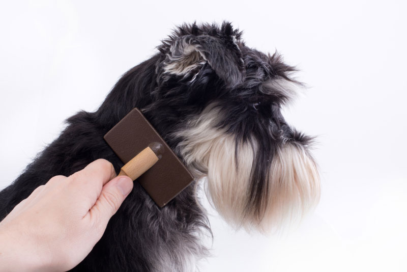 female hands brushing miniature schnauzer dog with a slicker brush