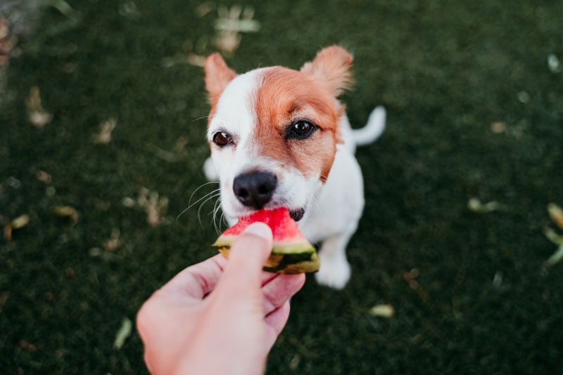 female hands feeding jack russell dog with watermelon