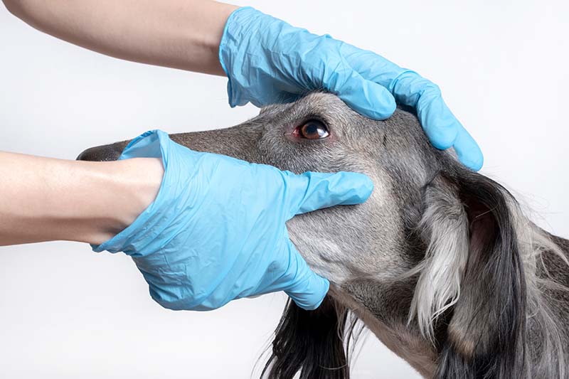 female hands in blue medical gloves gently inspection eye of a gray greyhound dog