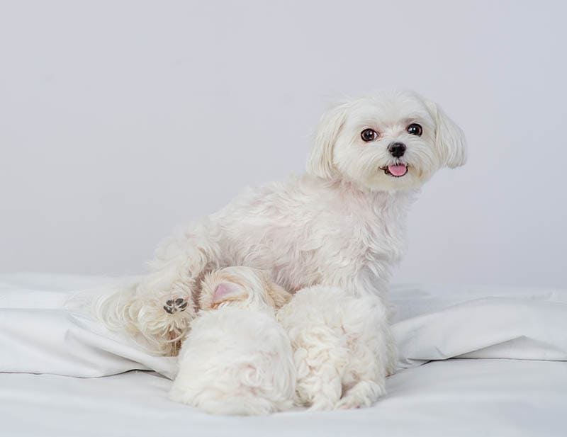 female-maltese-dog-feeding-her-puppies
