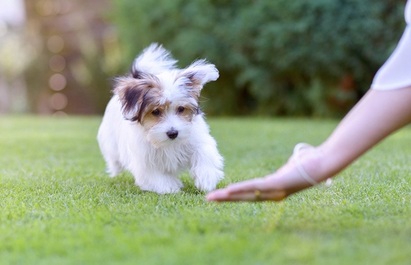 female-owner-showing-hand-signal-to-her-havanese-dog