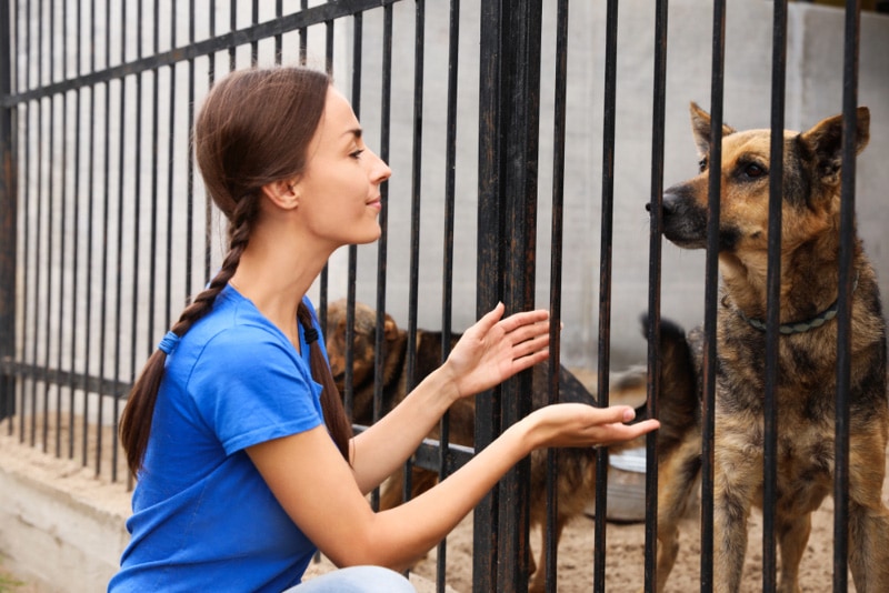 female volunteer near dog cage in animal shelter