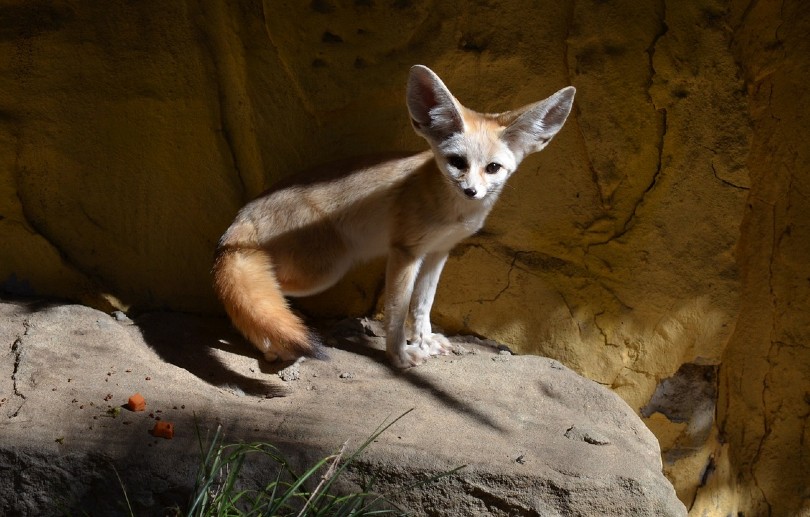 fennec fox standing on a rock