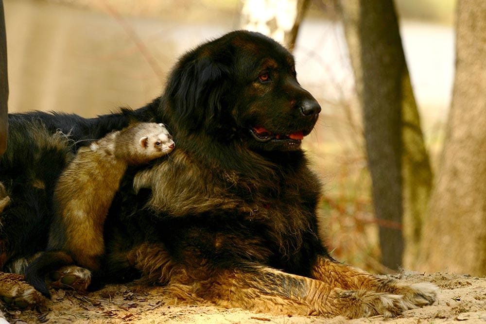 ferret and black dog