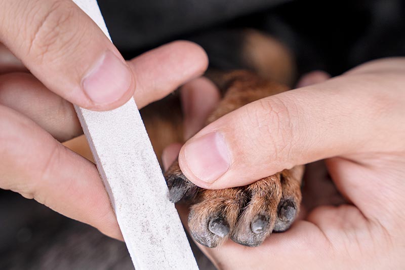 filing a dogs nail