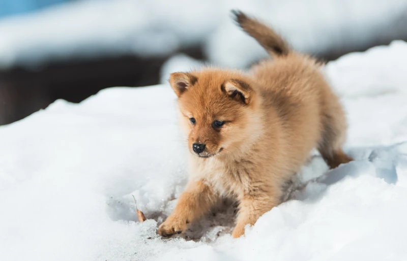 finnish spitz puppy dog playing in the snow