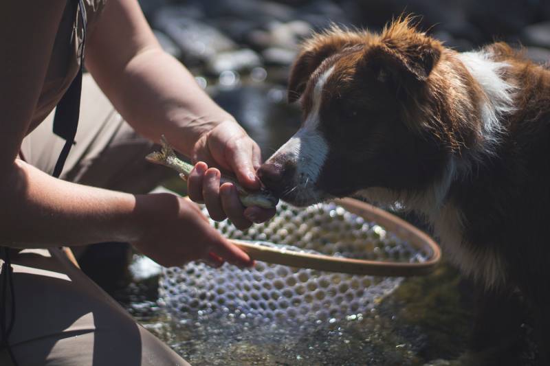 fisherman holds caught trout to dog