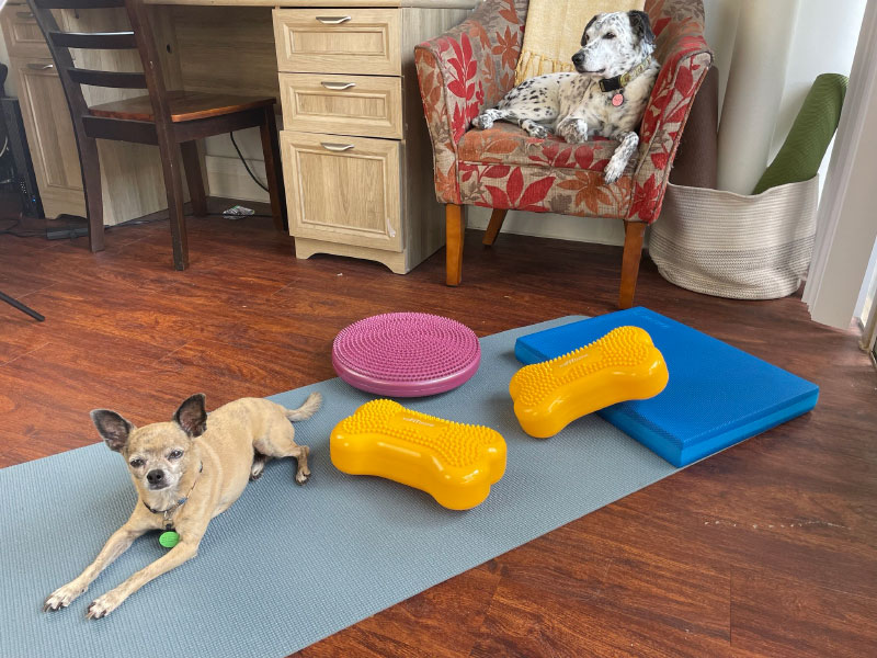 fitpaws products with dogs