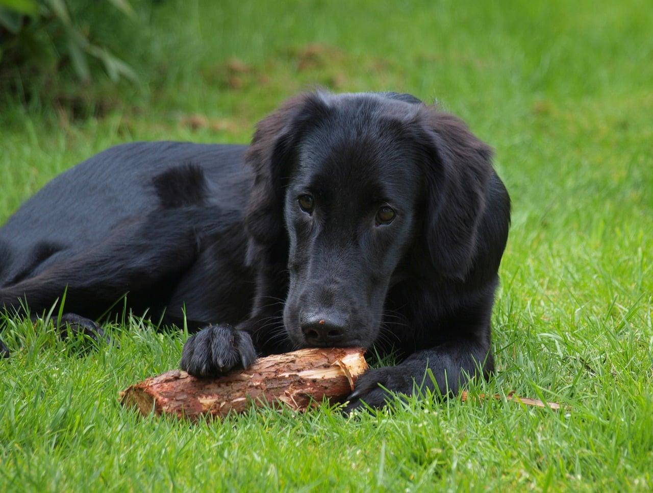 flat coated retriever chewing wood