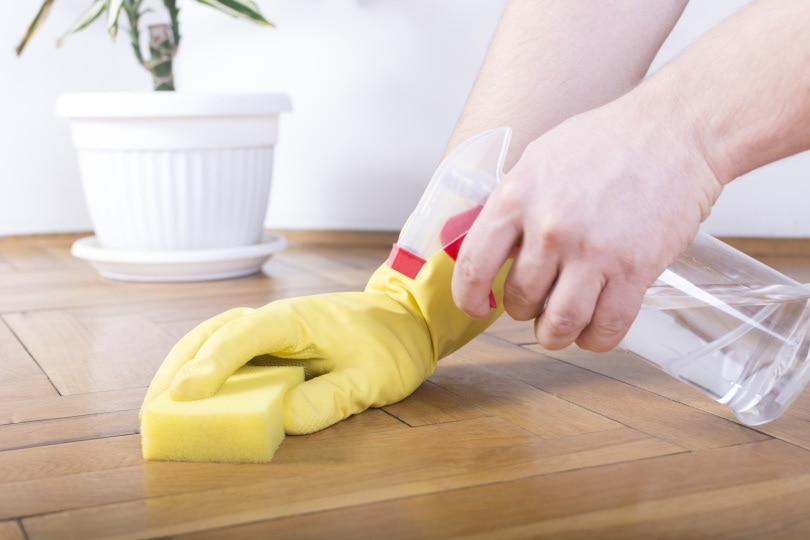 floor cleaning with spray cleaner and sponge