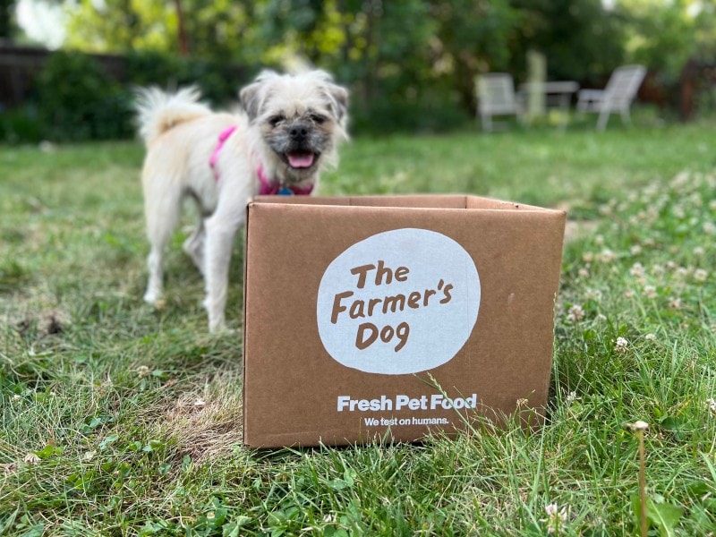 fluffy white dog outside on grass with The Farmer's Dog fresh food box