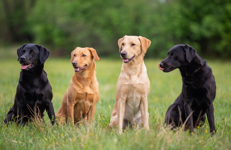Are Labradors Smart Dogs Canine Intelligence Explained Dogster
