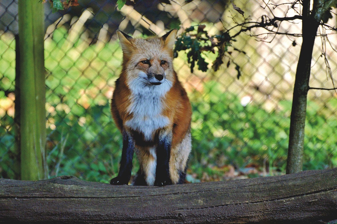 fox in the backyard