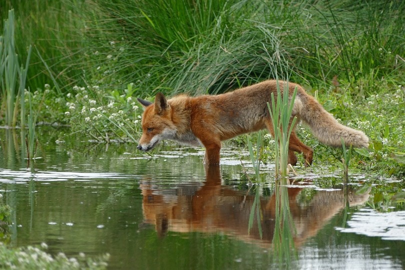 fox on water