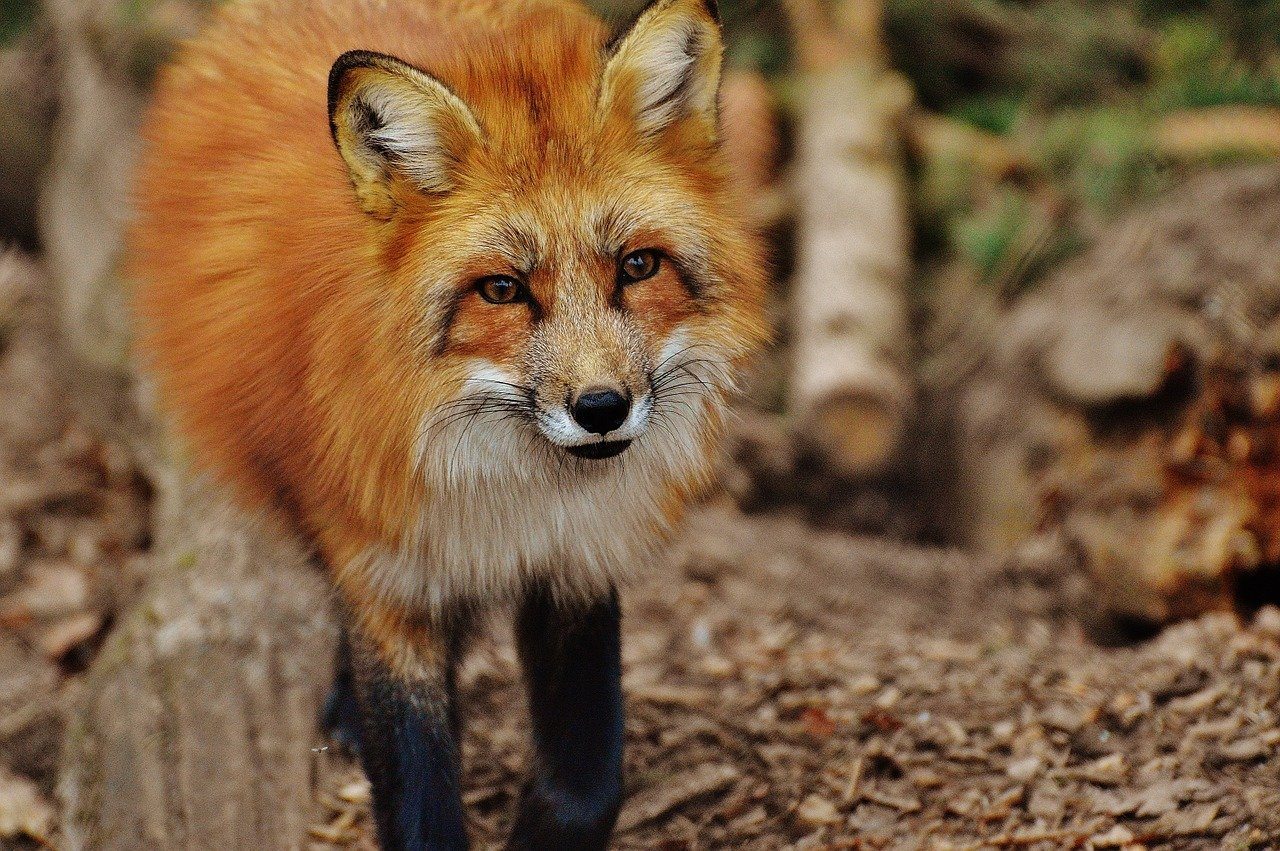 fox will a fox attack a dog