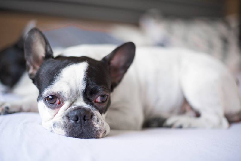 french bulldog dog with red swelling eyes lying on the bed