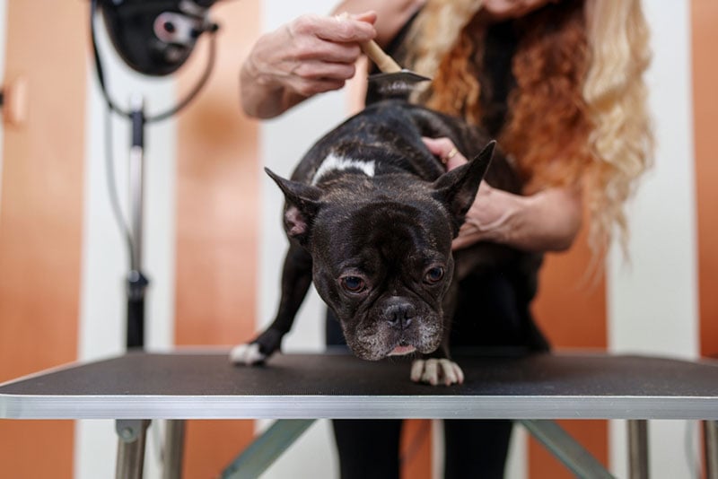 french bulldog getting its hair brushed by a groomer