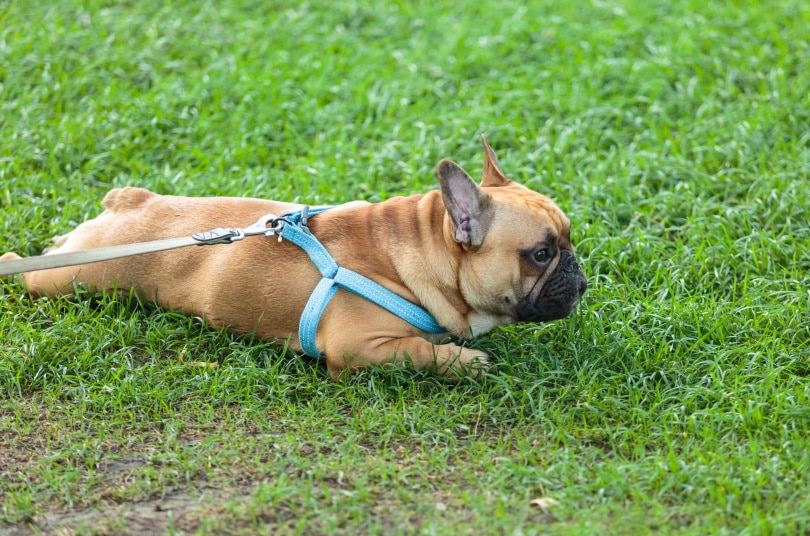 french bulldog on the grass