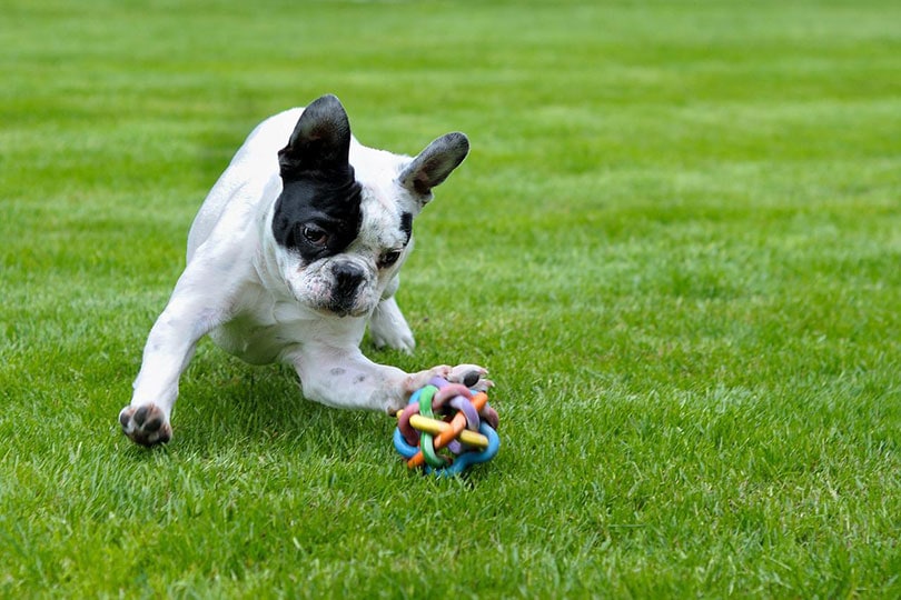 french bulldog playing a toy outdoor