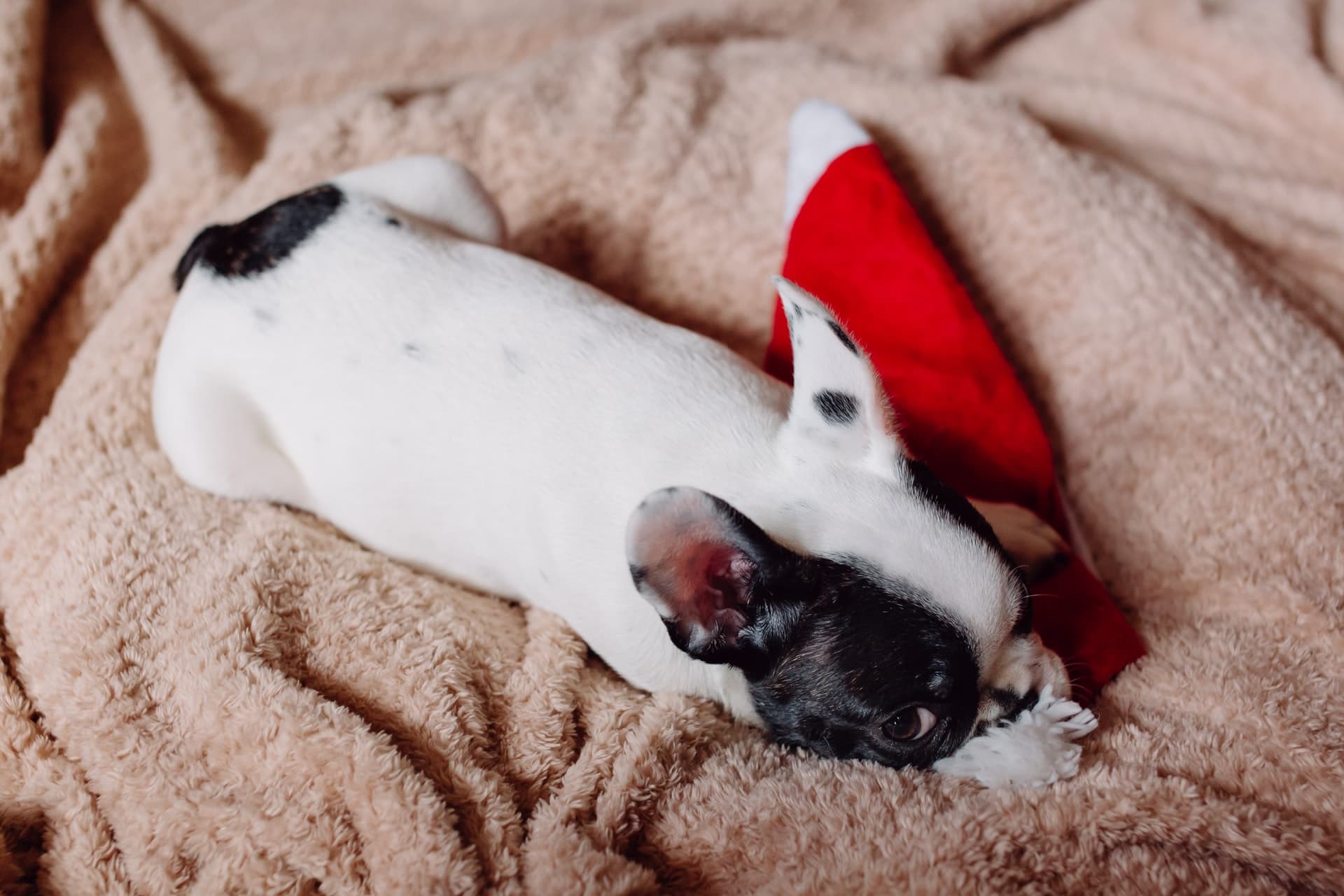 french bulldog puppy on its blanket
