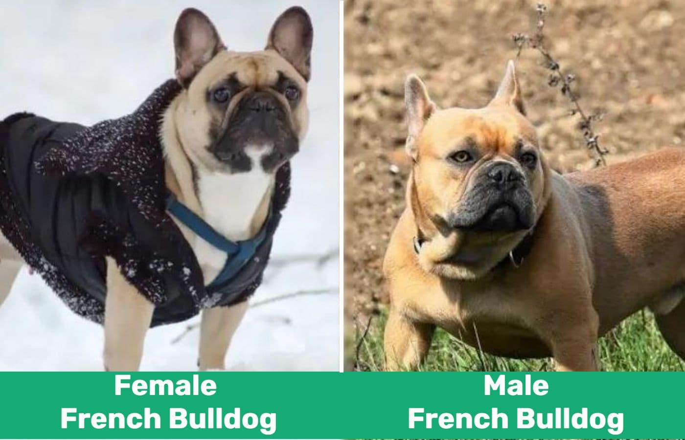 male vs female french bulldog