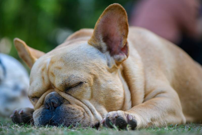 french bulldog sleeping and snoring loudly