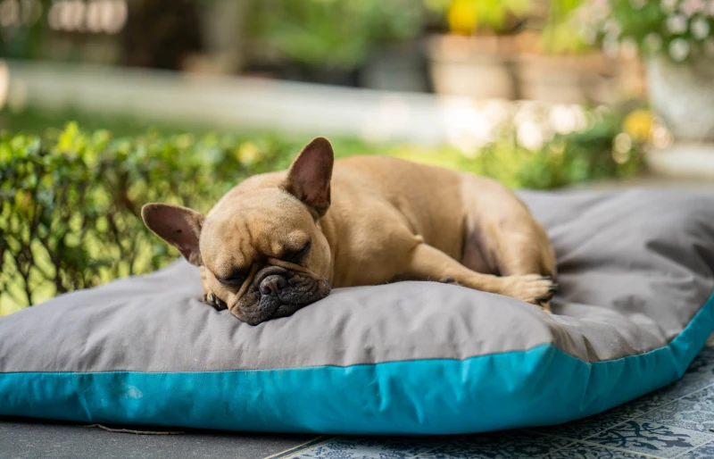 french bulldog sleeping on dog bed outdoors