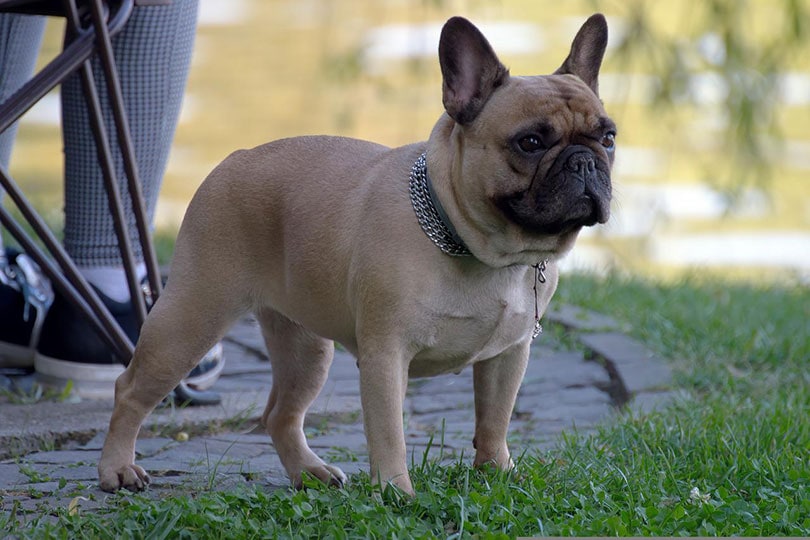 french bulldog standing outdoor