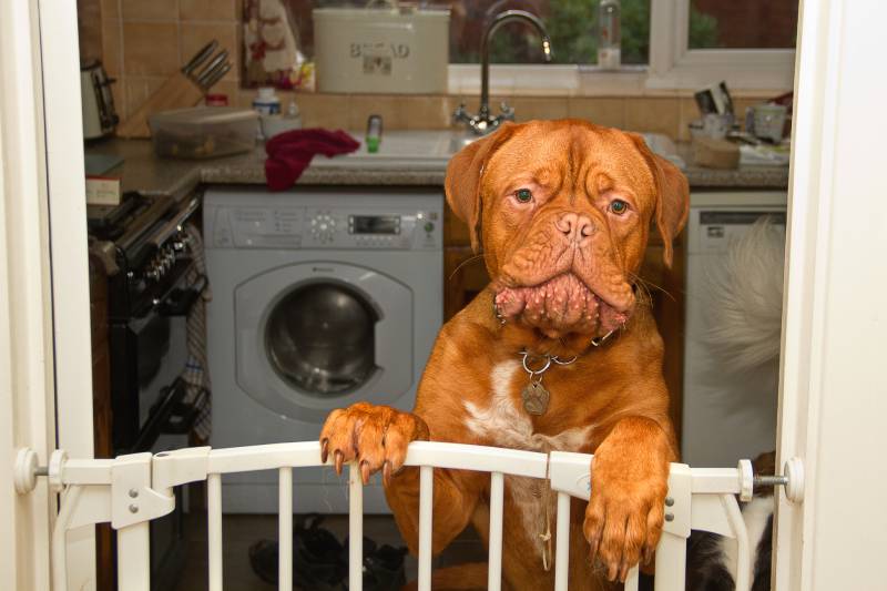french mastiff dog stands on the stairgate