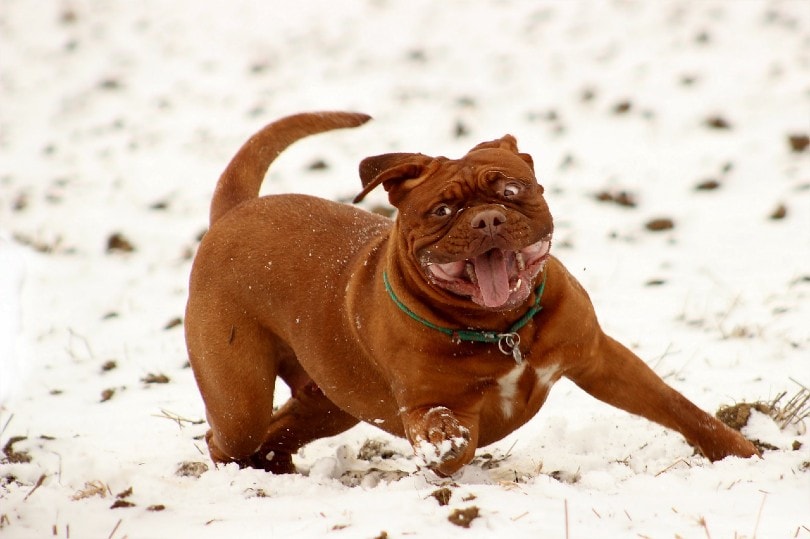 french mastiff playing on snow